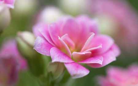 Pink flower - flower, pink, macro, green