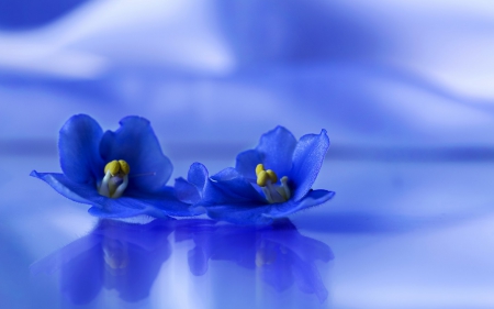 Blue parma violets - couple, blue, flower, parma violet