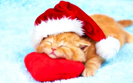 Dreaming - hat, heart, ginger, orange, sweet, cat, santa, white, animal, sleep, kitten, cute