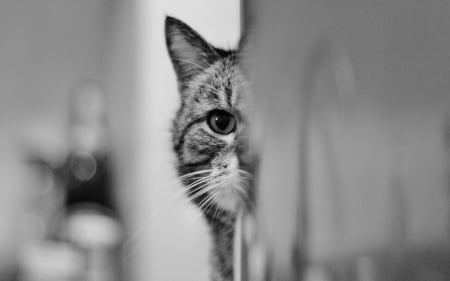 Curious - black, white, animal, curious, cat