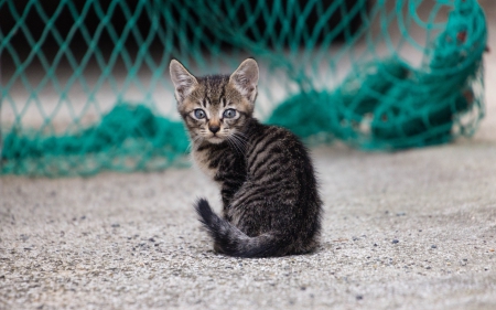 Kitten - sand, animal, cute, black, kitten, cat, sweet, green