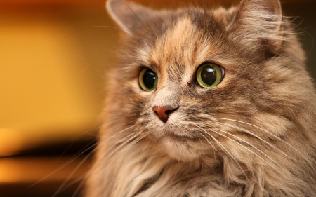 Beauty - cat, animal, beauty, green eyes