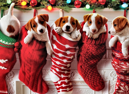 Puppy Stockings  F5Cmp - photography, canine, dog, puppies, photo, wide screen, pet, animal, stockings, Christmas