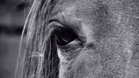 Eye of the Horse 1 - wide screen, horse, animal, beautiful, photo, photography, equine