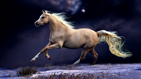 Palomino Galloping F2 - wide screen, equine, photography, winter, horse, beautiful, snow, animal, moonlight, photo