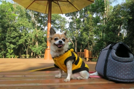 Cute dog - botanic garden, cute, lovely, dog