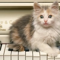 Cat on a piano