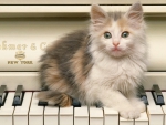 Cat on a piano