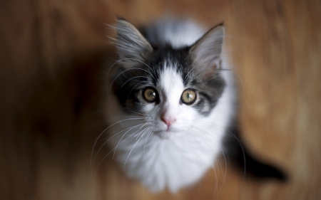 Looking at you! - cat, white, kitty, black