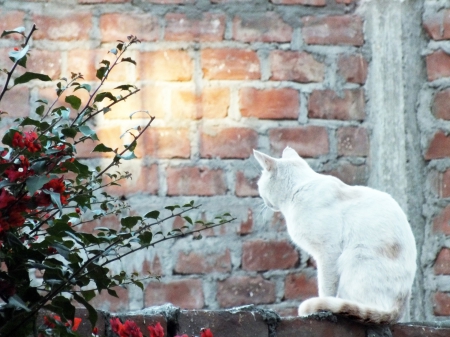 White Cat - white, tree, kitty, cat