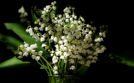 Brighter whites - white, flowers, still life, vase