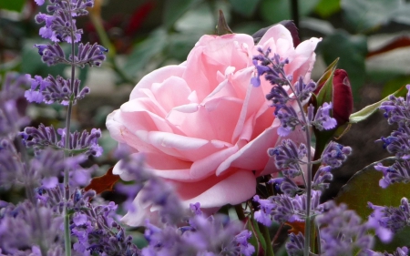 Lovely Colors - flowers, purple, pink, rose