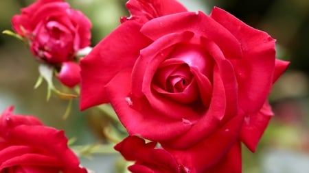 Rose - love, rose, red, beautiful