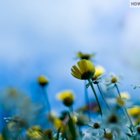 white-and-yellow-daisies