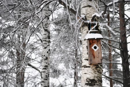 Birdhouse - forest, snow, photography, winter, sweet, birdhouse