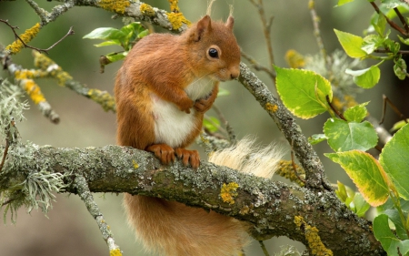 Squirrel - squirrel, animals, branch, red, animal, green, tree, cute