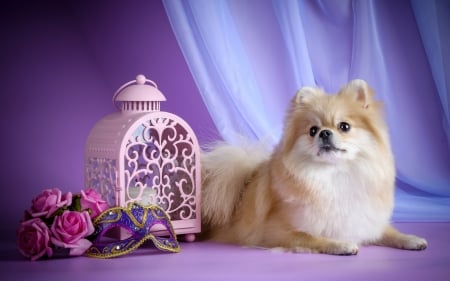 Puppy - purple, puppy, pink, dog, animal, cute, rose