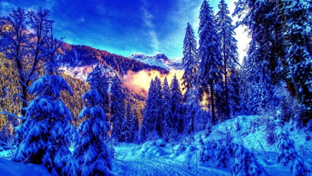 Winter - firs, sunshine, snow, countryside, mountains