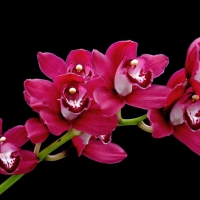 Pink Orchids