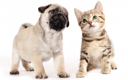 Puppy and kitten - white, animal, cute, kitten, cat, puppy, couple, dog