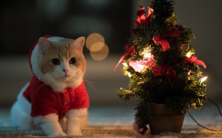 Merry Christmas! - red, lights, animal, cute, bokeh, cat, santa, tree