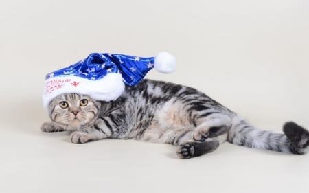 Cute - white, animal, hat, cat, blue, christmas