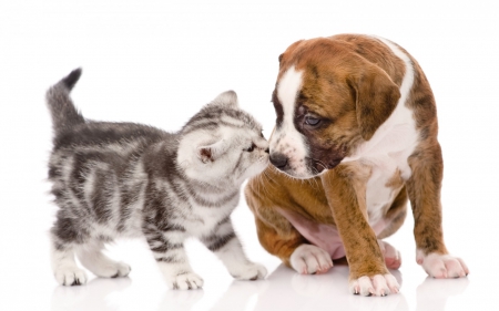 Kitten and puppy - animal, kiss, cute, sweet, puppy, cat, white, kitten, couple, dog