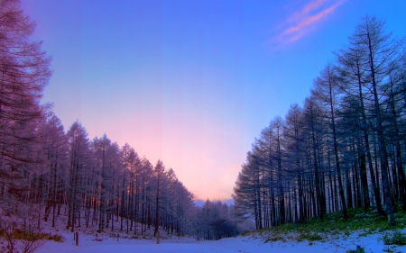 WINTER - path, winter, sunset, snow, forest