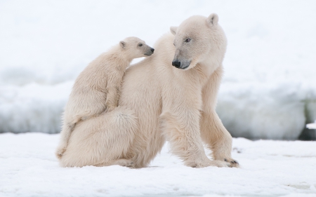 Sweet - play, winter, cub, baby, sweet, bear, white, animal, polar, couple