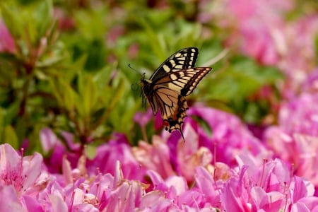 SPRING BEAUTY - nature, butterfly, field, flowers, spring