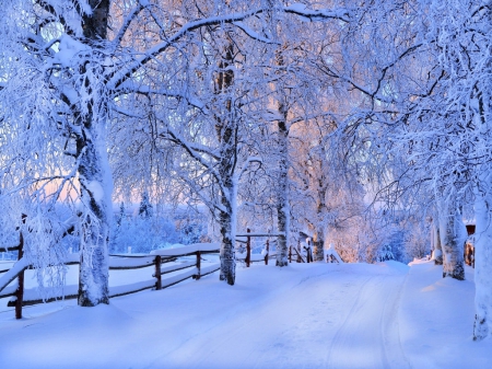 Snowy Winter - trees, winter, nature, road, snow