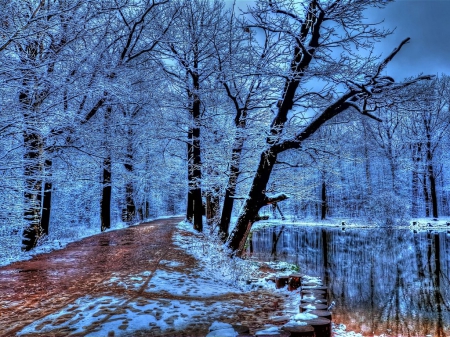 Winter Forest - lake, forest, trees, reflection, winter