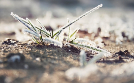 Frozen grass - ice, frosty, photography, winter, field, wallpaper, hd, nature, abstract, macro, close-up, frost, snow, frozen, grass, garden