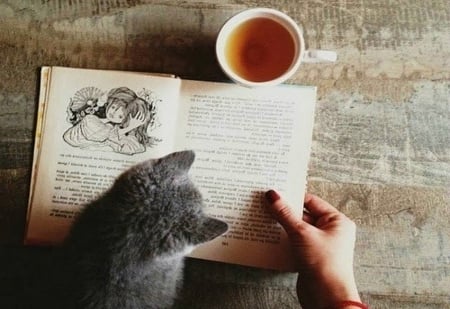 Bedtime Stories â™¥ - cat, adorable, photography, kitty, tea, book, kitten, hand, sweet, story, cute