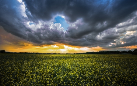 Flower Field and Sky after a Storm - fields, sunshine, sky, sunset, beams, sun rays, nature, yellow, clouds, photogrphy, flowers