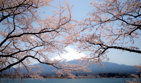 Fuji-san - fuji, cherry blossom, sakura, scenery, spring, mountain, japan, nature, japanese