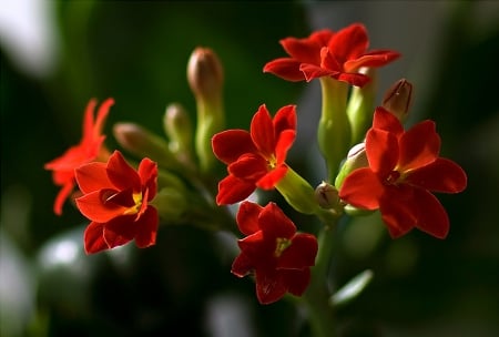 Flowers - nature, amazing, flowers, red