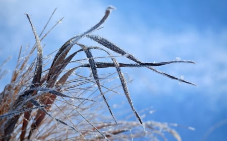 Frozen grass - frosty, photography, winter, field, wallpaper, frosted, hd, nature, abstract, macro, close-up, frost, snow, frozen, grass, garden