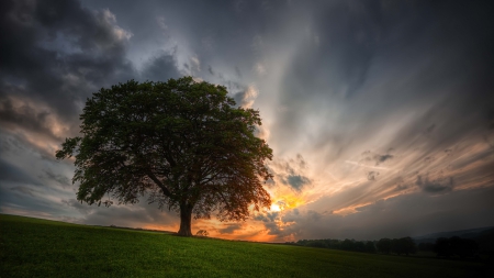 Splendor - splendor, tree, amazing, sunset