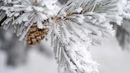 Winter - white, trees, pine cone, branch, snow, winter