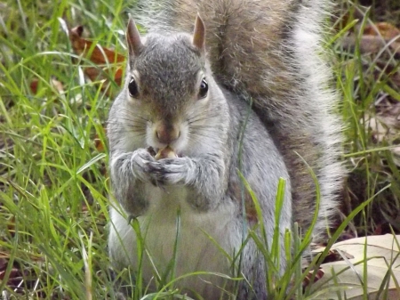 Feeding Grey Squirrel In Green Park, London - london park, feeding grey squirrel, squirrel, london, grey squirrel, london wildlife, feeding squirrel, london green park