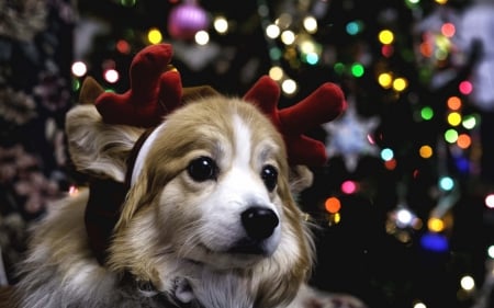 Adorable ReinDog - abstract, puppy, christmas lights, photography, reindeer ears, christmas