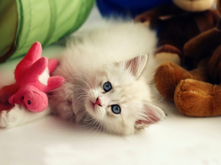 White cat and pink toy - white, blue, beautiful, cute, pink, toy, cat, animals