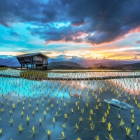 Rise Sun On Rice Terraces