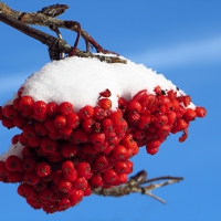 Rowan berries covered wiih frost and snow