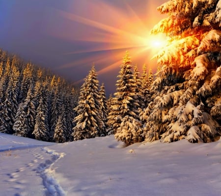 Winter sunset - snow, trees, winter, sunset