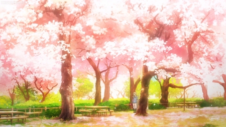 Cherry Tree - pretty, anime, scenery, blossom, scene, pink, bench, nice, sakura, cherry blossom, beautiful, scenic, beauty, lovely, sakura blossom, sweet, tree, park