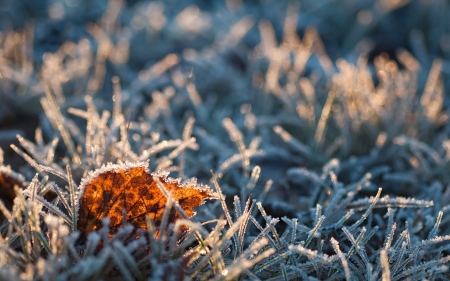 Frozen leaf in the grass - frosty, autumn, photography, leaf, field, frosted, fall, macro, frozen, grass, garden, winter, wallpaper, hd, abstract, close-up, frost, seasons, leaves