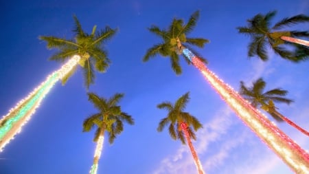 Christmas Palm Trees - christmas, abstract, lights, photography, palm trees