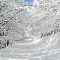 Snow-Covered Winter Road